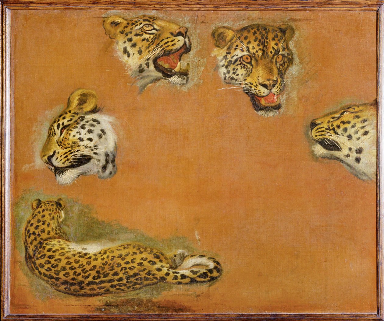 Schetsen van een panter (schilderij op doek) door Pieter or Peter Boel