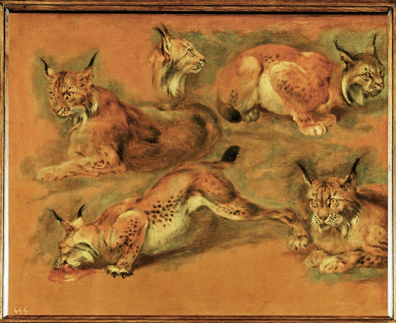 Studies van een lynx (schilderij op doek) door Pieter or Peter Boel