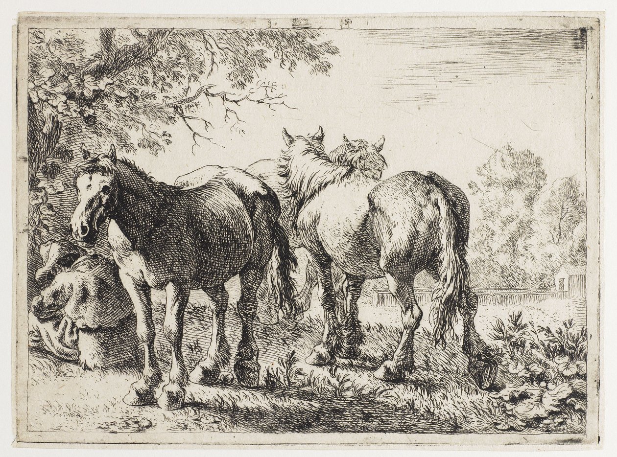 Drie paarden in een veld door Pieter van Laer