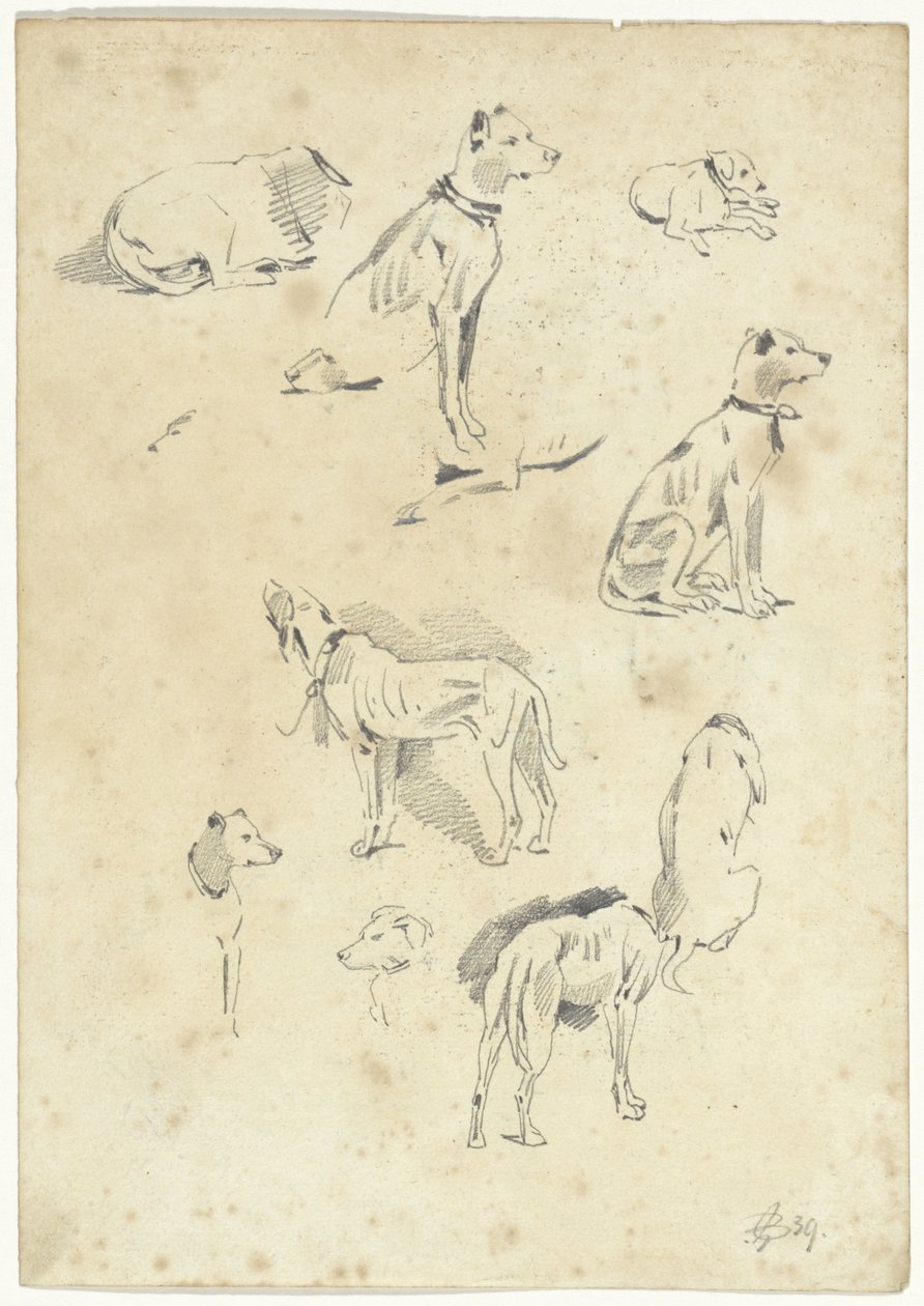 Studies van honden door Pieter van Loon