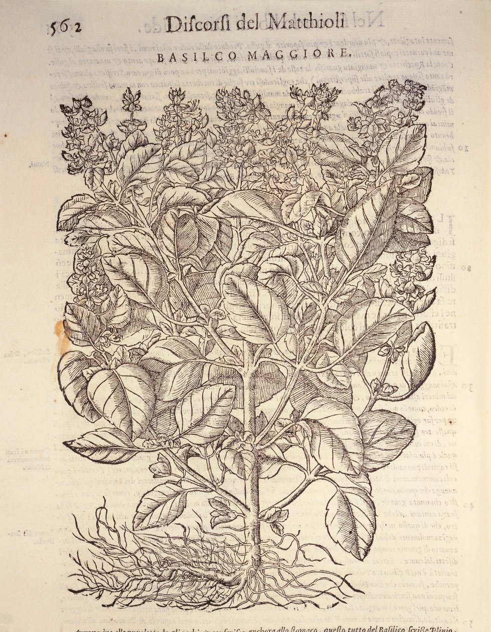 Basilicum (Ocymum basilicum), gravure door Pier Andrea Mattioli door Pietro Andrea Mattioli