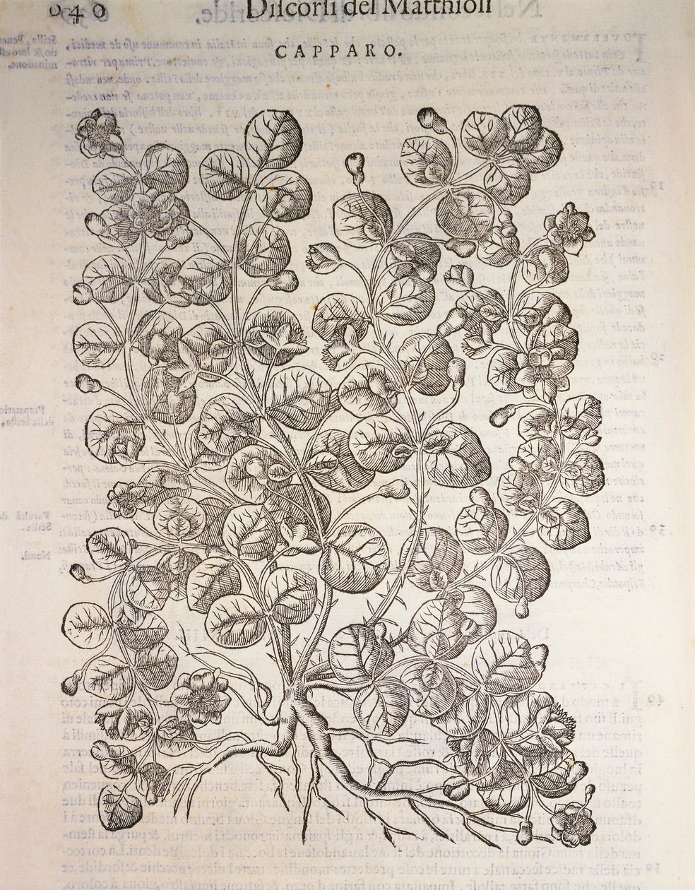 Kappertjesstruik (Capparis spinosa), gravure door Pier Andrea Mattioli door Pietro Andrea Mattioli
