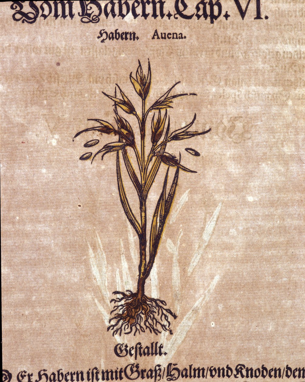 Herbarium: haver. Gravure - in 