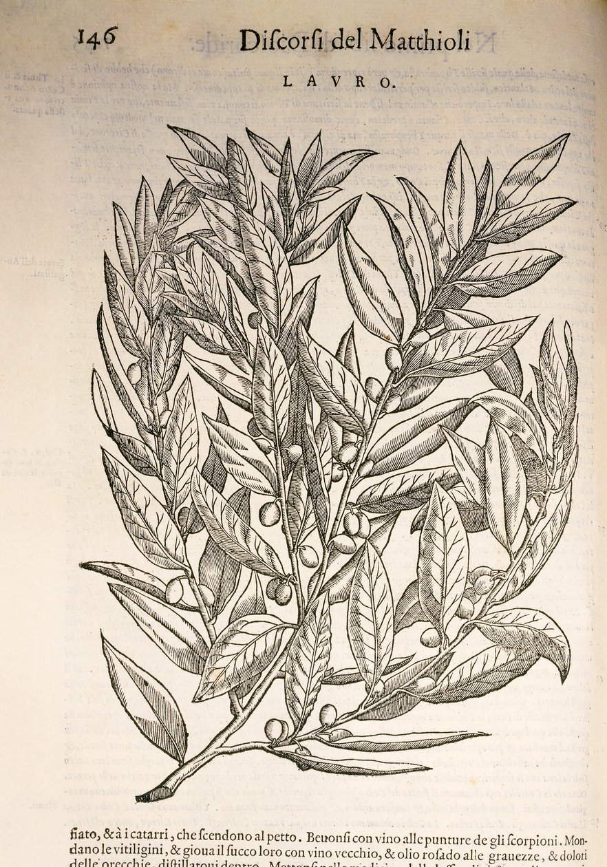 Laurier (Laurus), gravure door Pier Andrea Mattioli door Pietro Andrea Mattioli