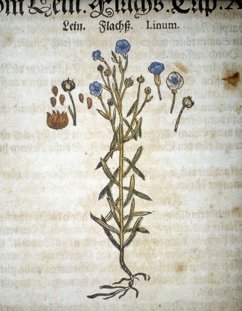 Lin of Linum - In 