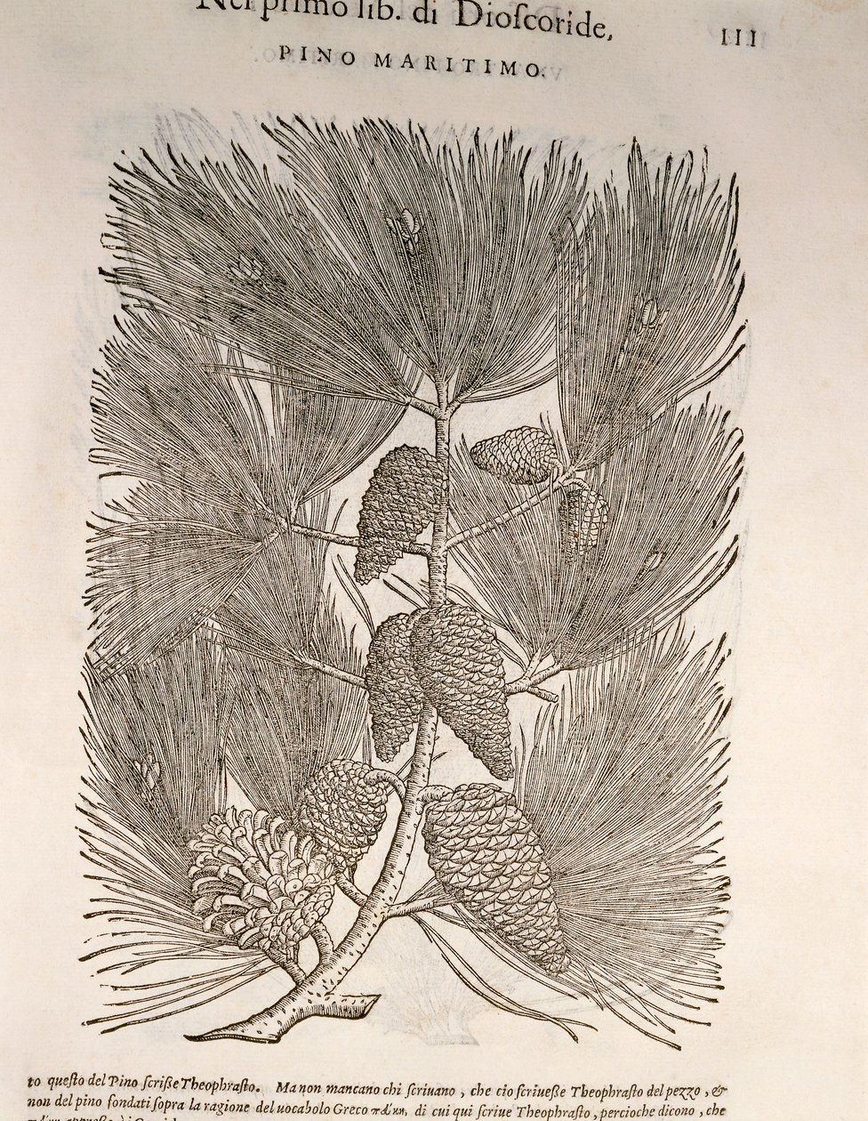 Zee-den (Pinus pinaster), gravure door Pier Andrea Mattioli door Pietro Andrea Mattioli