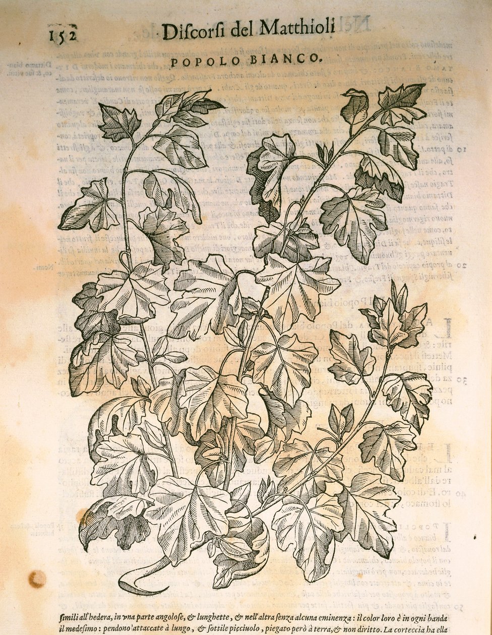 Populier (Populus), gravure door Pier Andrea Mattioli door Pietro Andrea Mattioli