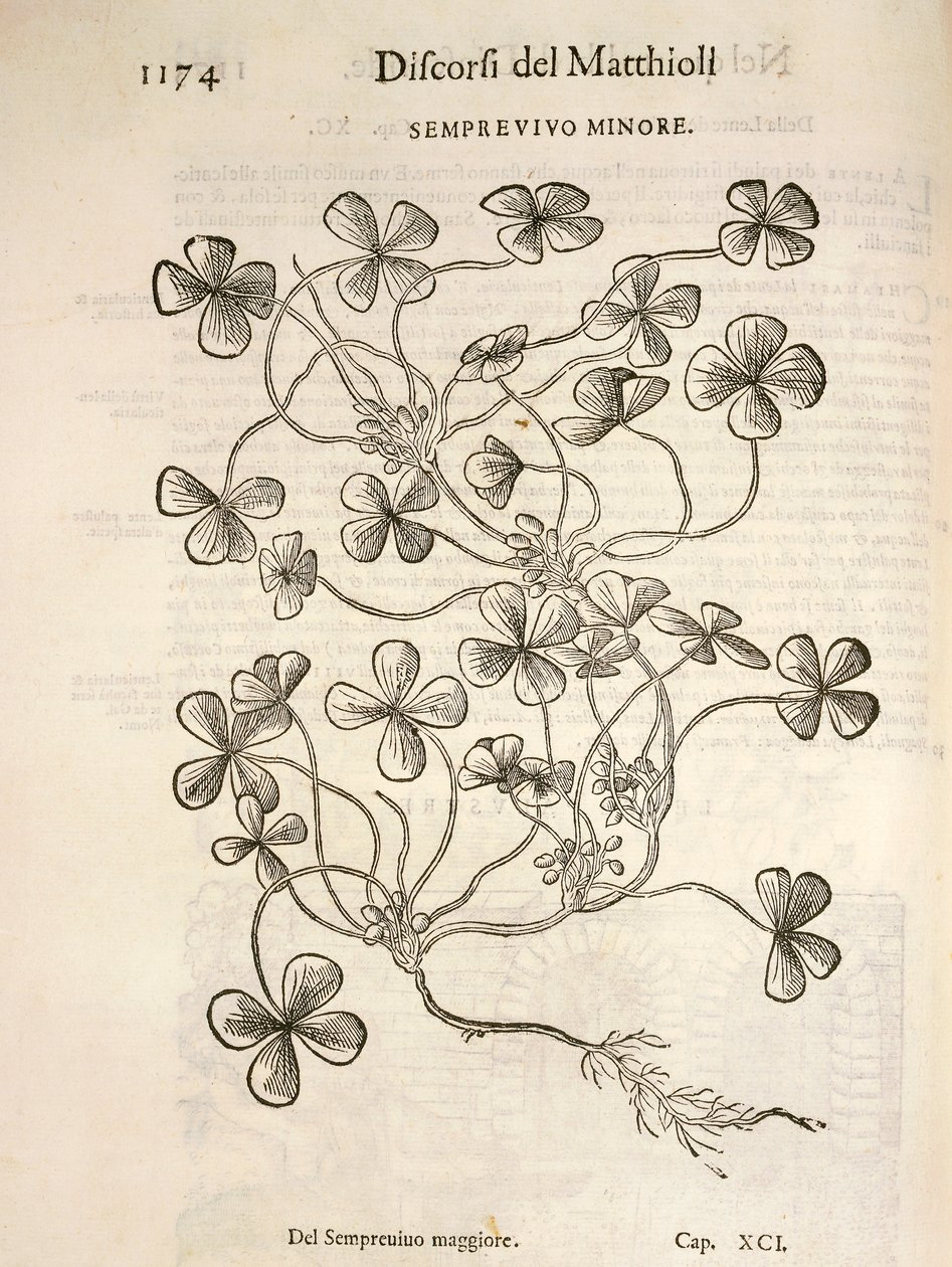 Sempervivum (Semprevivo minore), gravure door Pier Andrea Mattioli door Pietro Andrea Mattioli