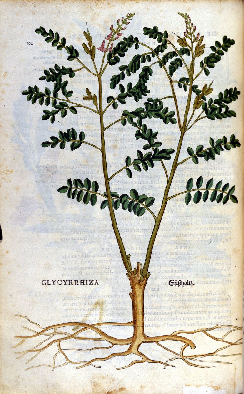 De zoethout. Gravure - in 
