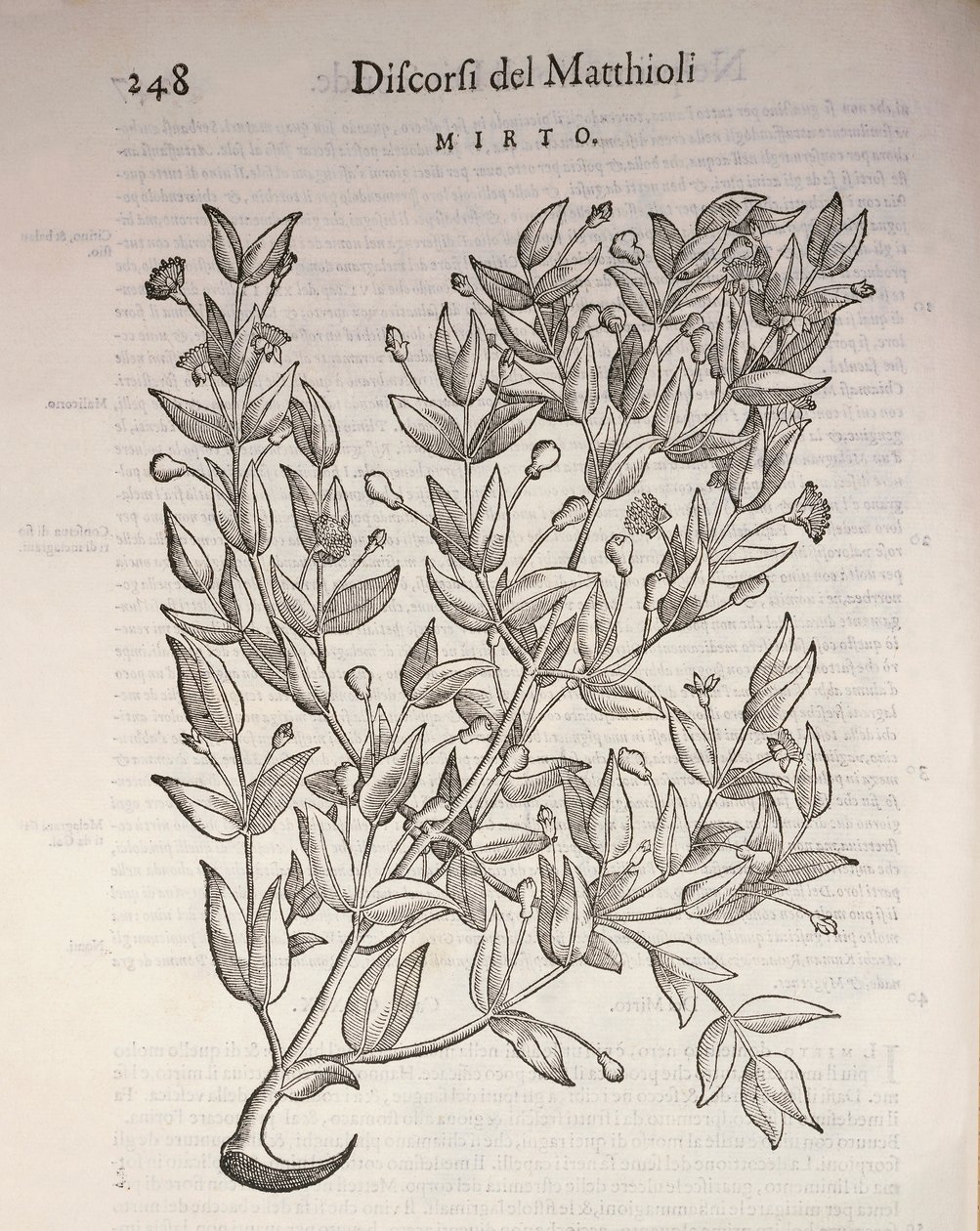 Ware mirte (Myrtus communis), gravure door Pier Andrea Mattioli door Pietro Andrea Mattioli