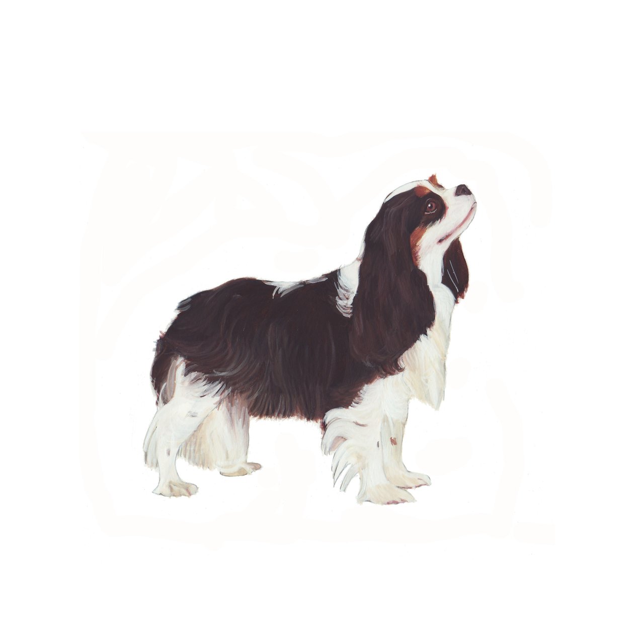 Cavalier King Charles Spaniel, 2011 (aquarel  gouache op papier) door Polly Horner