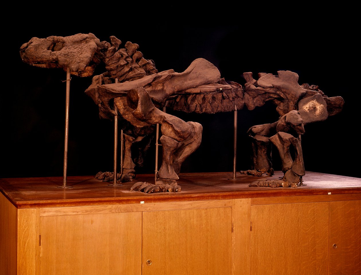 Prehistorie; dinosaurussen: skelet van ichtyosaurus door Prehistoric Prehistoric