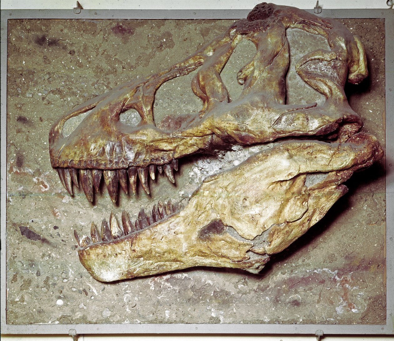 Prehistorie: dinosaurus schedel Tyrannosaurus rex (T Rex of tyrannosaurus). Krijtperiode. Museo civico di storia naturale, Milaan door Prehistoric Prehistoric