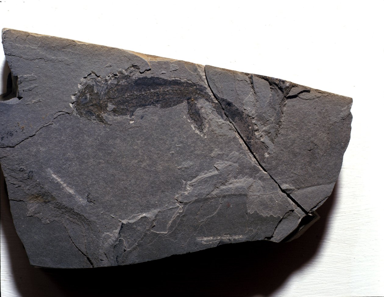Prehistorie: Perm-periode, paleozoïcum. Branchiosaurus (Brachiopode) fossiel. Gevonden in Rotliegen in Duitsland door Prehistoric Prehistoric