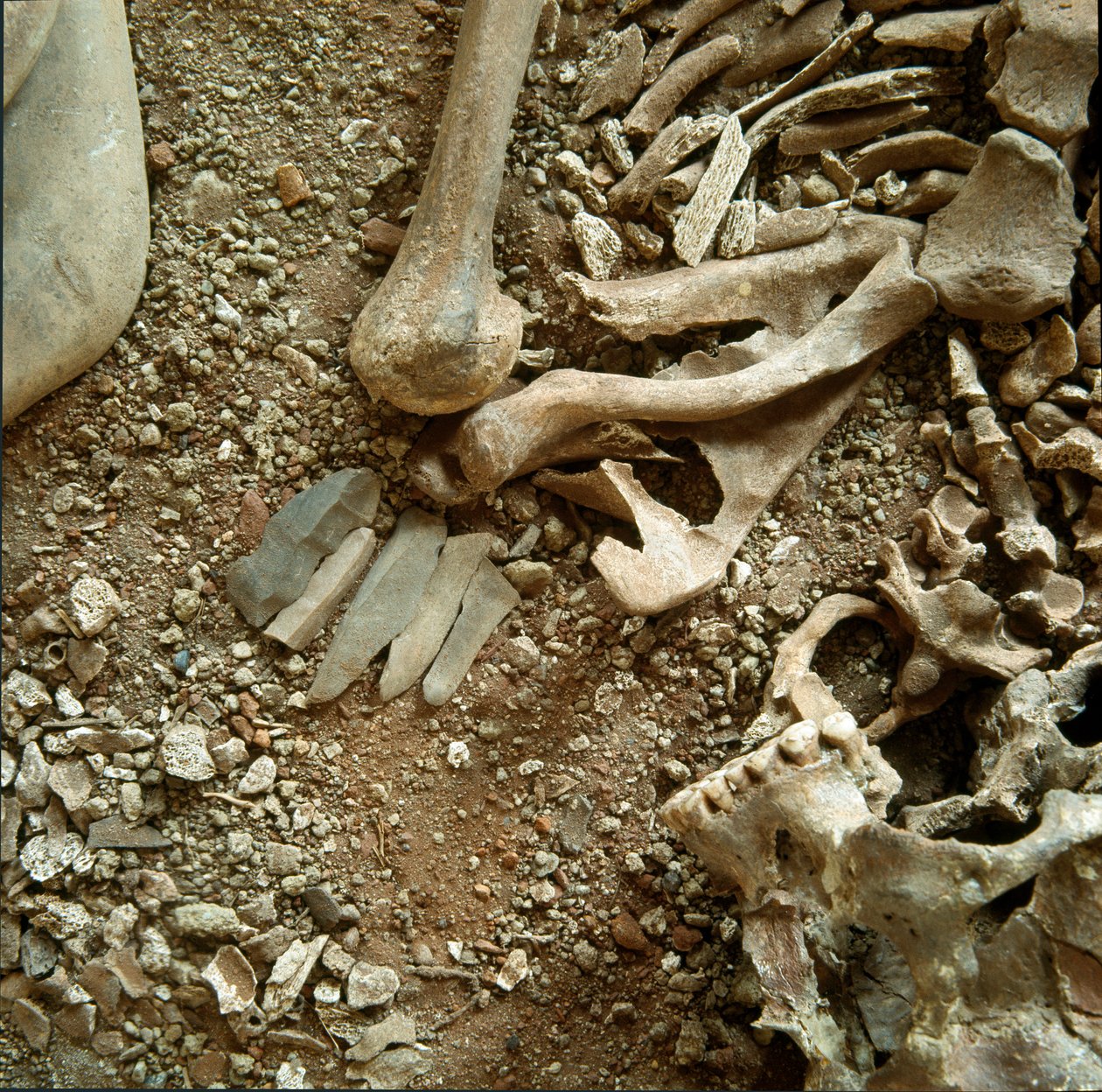 Prehistorie: dubbele begrafenis van volwassenen en kinderen (detail) door Prehistoric Prehistoric