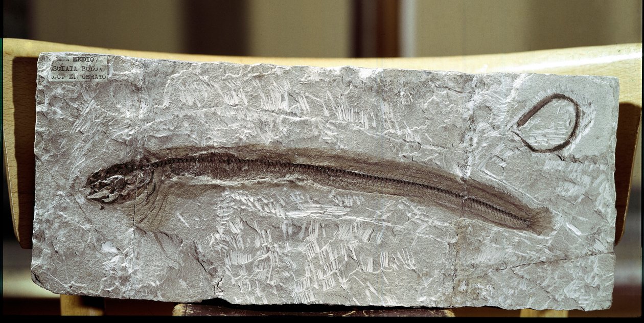 Prehistorie: visfossiel Eomirus Formosissimus door Prehistoric Prehistoric