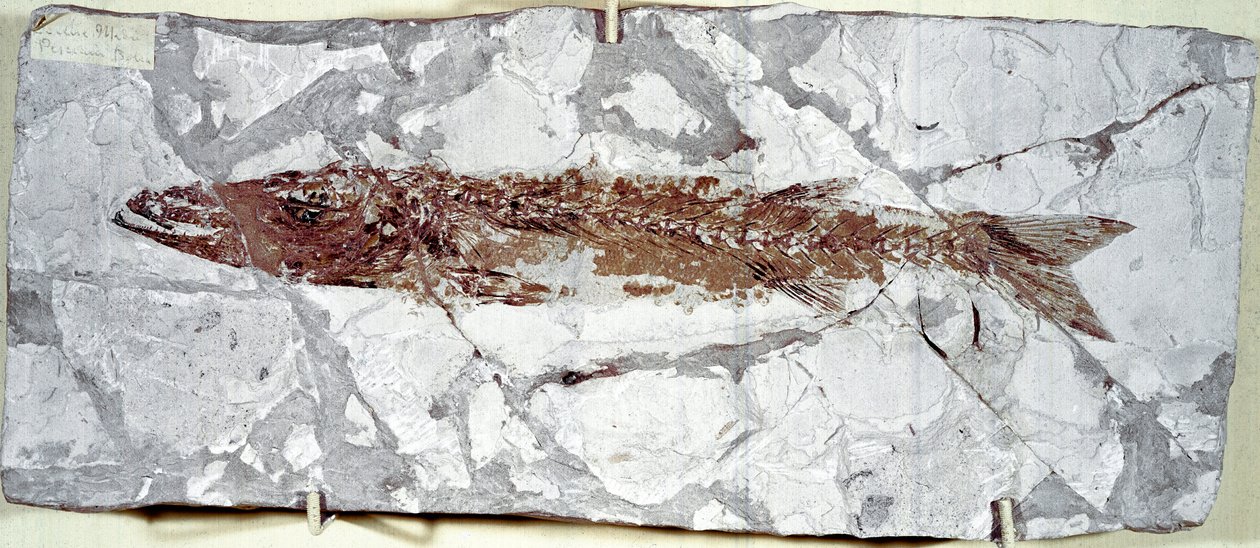 Prehistorie: visfossiel Sphyraena Bolcensis van de vindplaats Monte Bolca (Italië). Eoceen periode. door Prehistoric Prehistoric