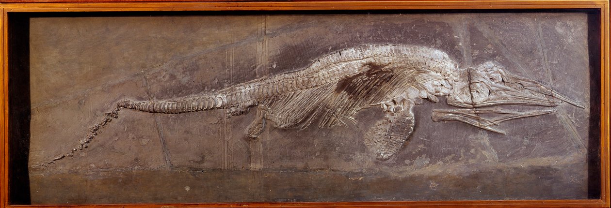 Prehistorie: fossiel van Pareiasaur, prehistorisch dier, Parijs, natuurhistorisch museum door Prehistoric Prehistoric