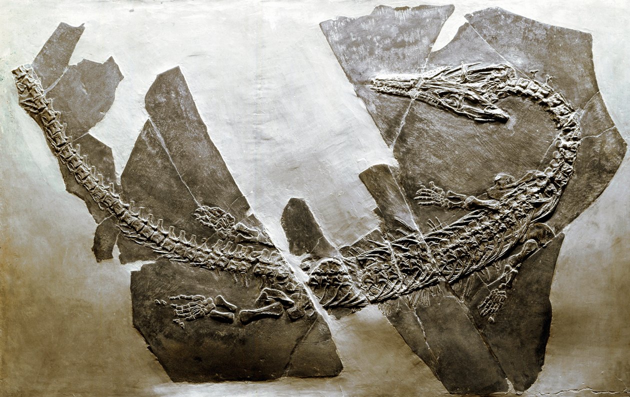 Prehistorie: fossiel van het waterreptiel Askeptosaurus italicus uit Besano (Italië). Midden-Trias periode. door Prehistoric Prehistoric
