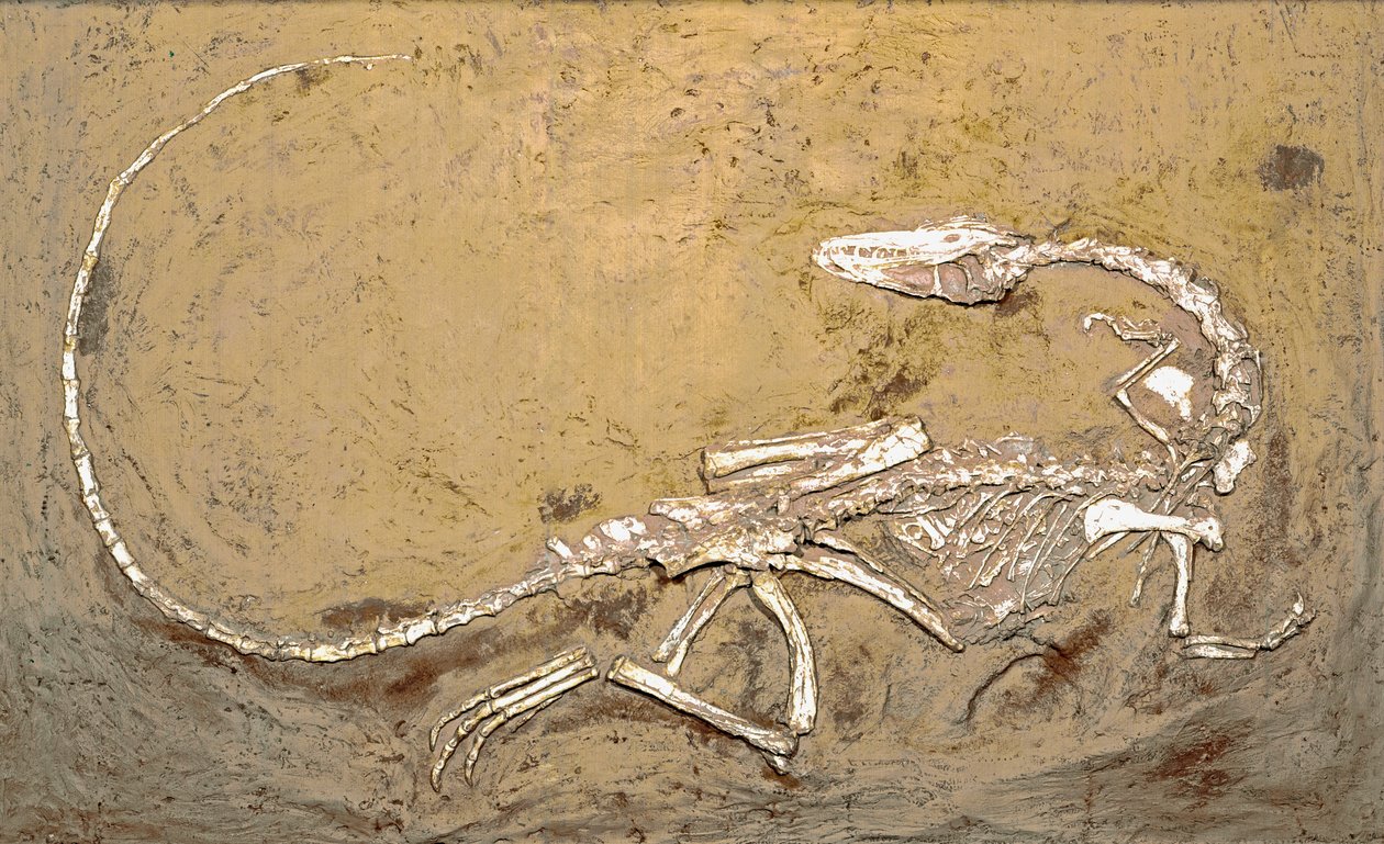 Prehistorie: fossiel van de dinosaurus Coelophysis. Periode van het Boven-Trias. Museo civico di storia naturale, Milaan door Prehistoric Prehistoric