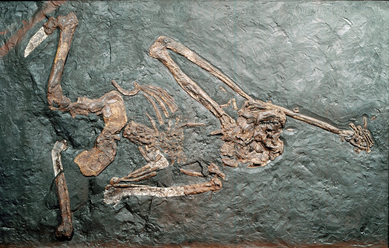 Fossiel van de grote primaat Oreopithecus (Oreopithecus bambolii) van de berg Bamboli (Grosseto). Mioceen tijdperk. Museo civico di storia naturale, Milaan door Prehistoric Prehistoric