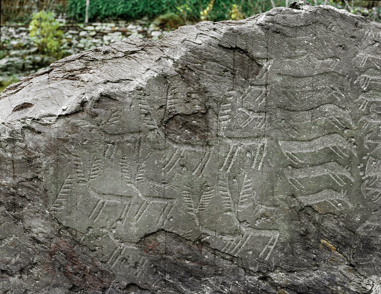 Prehistorie, rotstekeningen: grafrots met voorstellingen van herten, vee. Kopertijd. Eneolithische periode (chalcolithisch). Roche nr. 1. Cemmo (Brescia) Parco archeologico nazionale dei Massi di Cemmo, Italië door Prehistoric Prehistoric