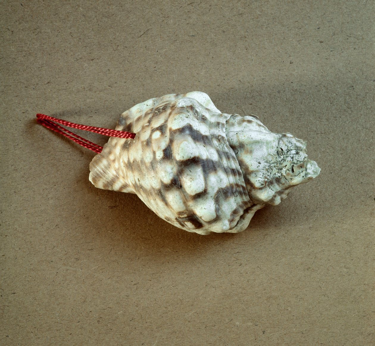 Prehistorie: schelp van Triton nodifer doorboord, gebruikt als fluit uit de Necropolis van Arene Candide (Finale Liguria), Ligurië. Midden-Neolithicum, Steentijd. Genua, Museo di Archeologia Ligure door Prehistoric Prehistoric