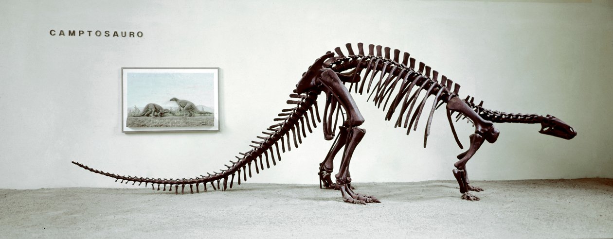 Prehistorie: skelet van de camptosaurus dinosaurus (Camptosaurus Browni). Boven-Jura periode. door Prehistoric Prehistoric