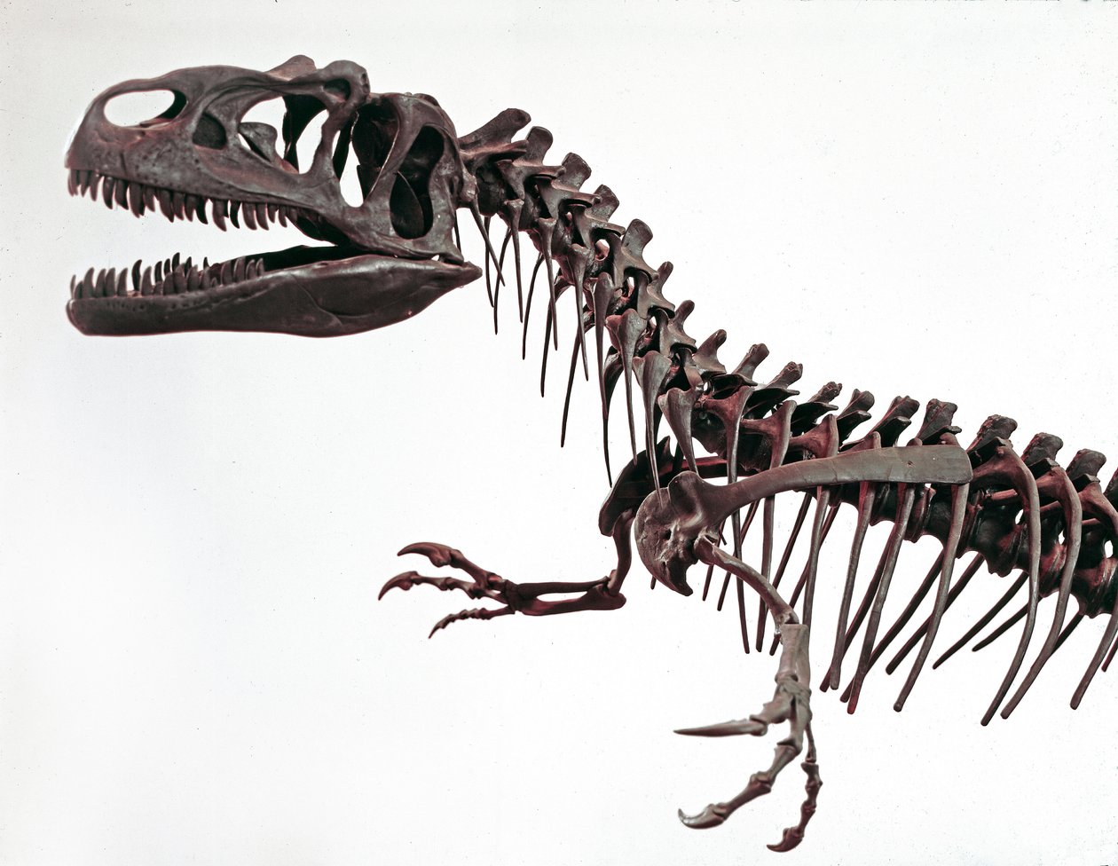 Prehistorie: skelet van de dinosaurus Allosaurus fragilis. Periode van het Boven-Jura. Museo civico di storia naturale, Milaan door Prehistoric Prehistoric