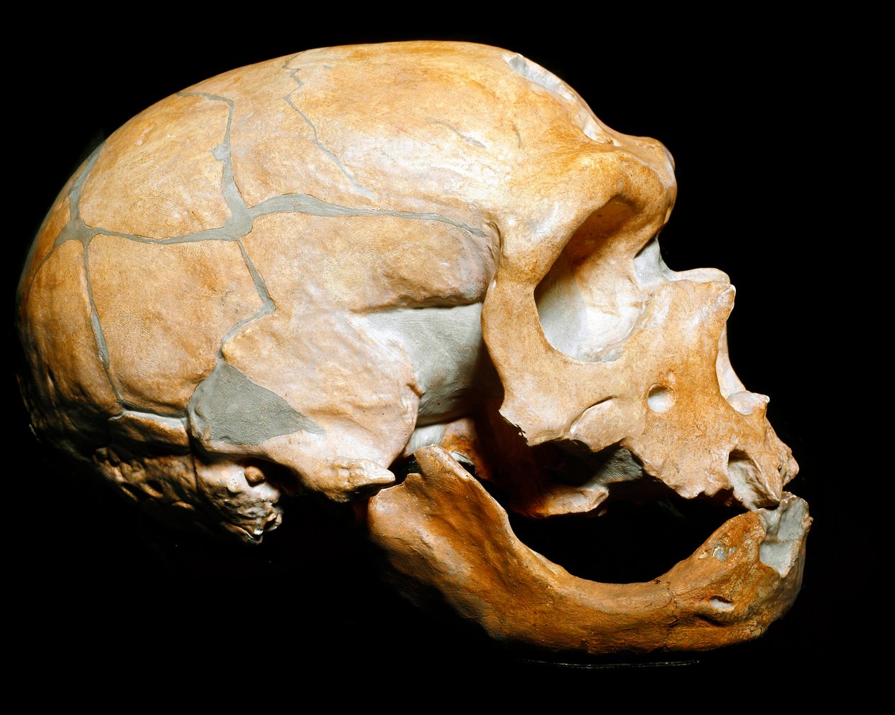 Prehistorie: schedel van de Mens van de Kapel aan de Heiligen, Neanderthaler, Paleolithicum door Prehistoric Prehistoric