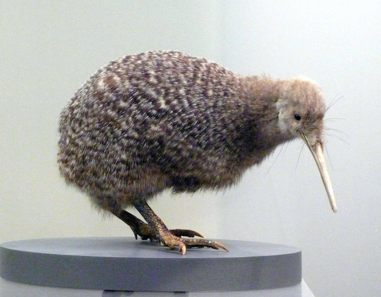 Voorbeeld van een opgezette kiwi (apterygides), niet in staat om te vliegen. Auckland Museum, Nieuw-Zeeland door Prehistoric Prehistoric