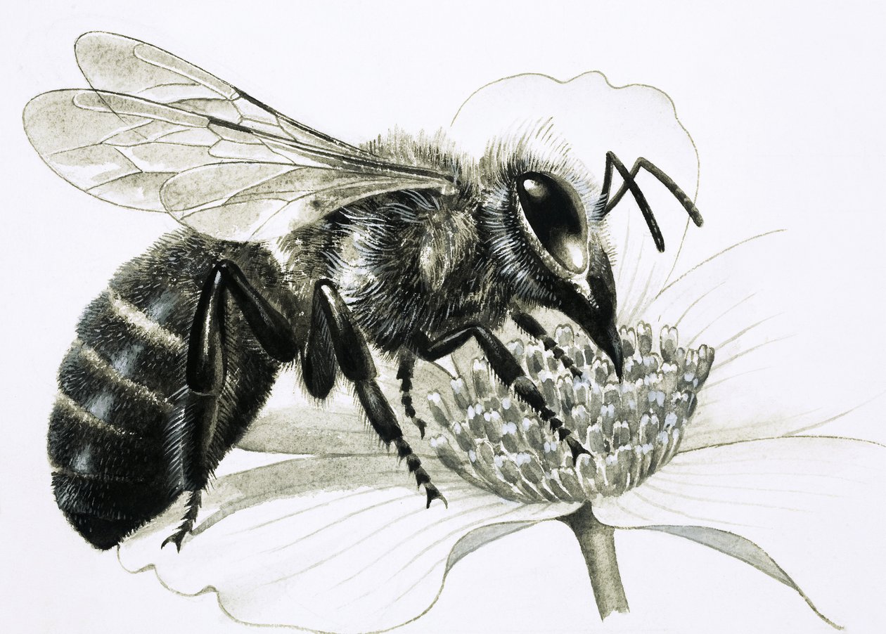 Werkbij verzamelt nectar van bloem door R.B. Davis