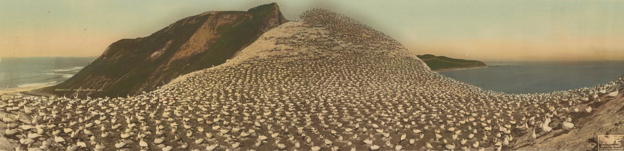 Jan-van-genten, Cape Kidnappers, N.Z. door R. P. Moore