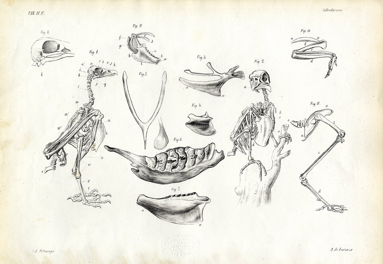 Anatomie, 1863-79 door Raimundo Petraroja