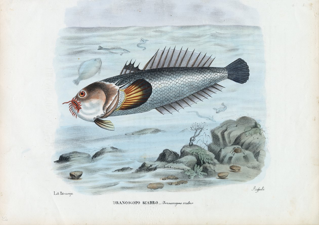 Atlantische Sterrenkijker, 1863-79 door Raimundo Petraroja