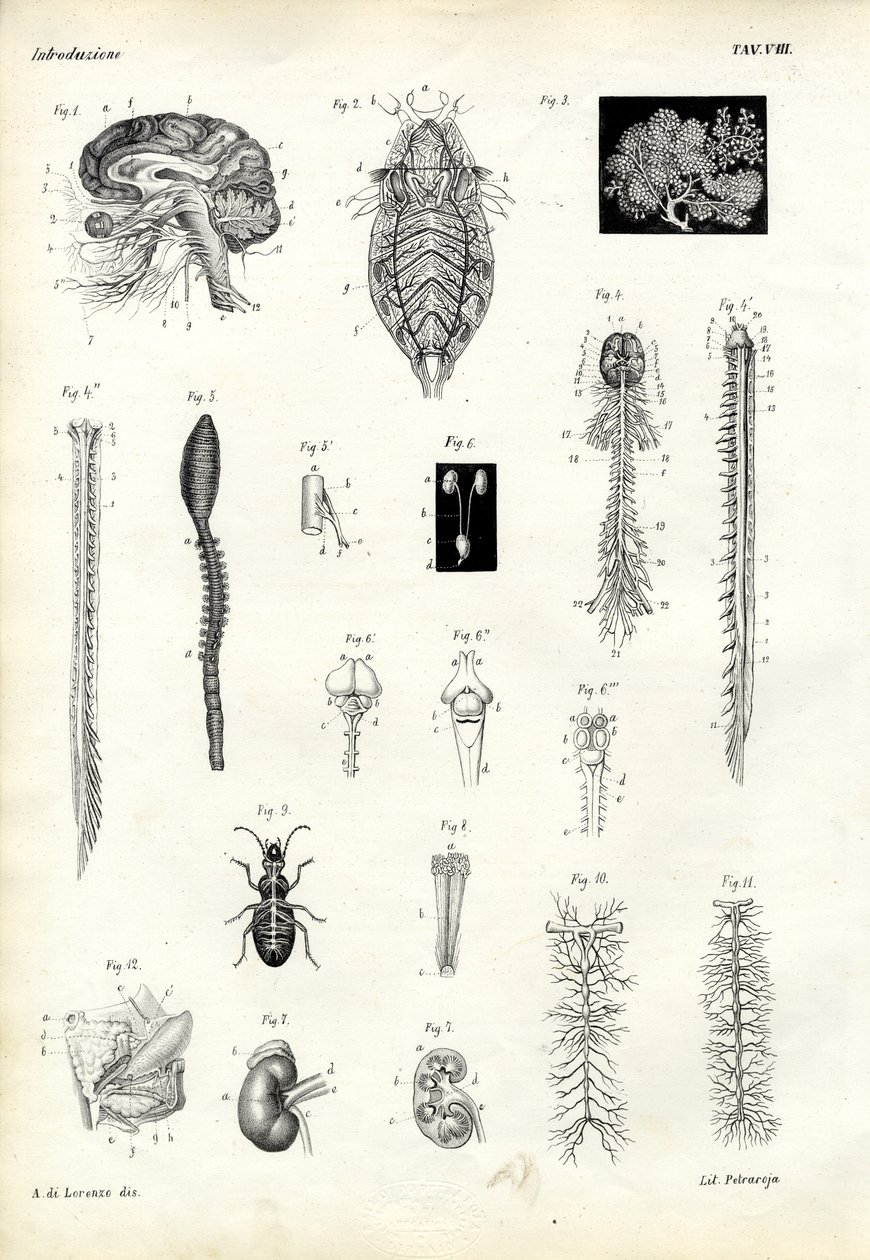 Ruggengraten, 1863-79 door Raimundo Petraroja