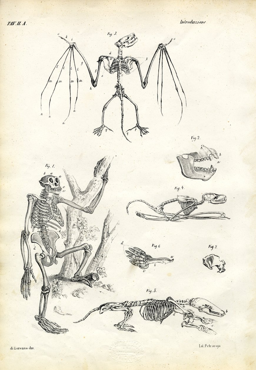 Vleermuis, 1863-79 door Raimundo Petraroja