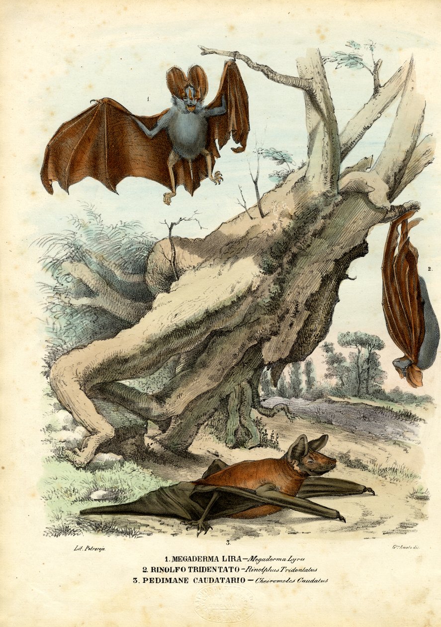 Vleermuizen, 1863-79 door Raimundo Petraroja