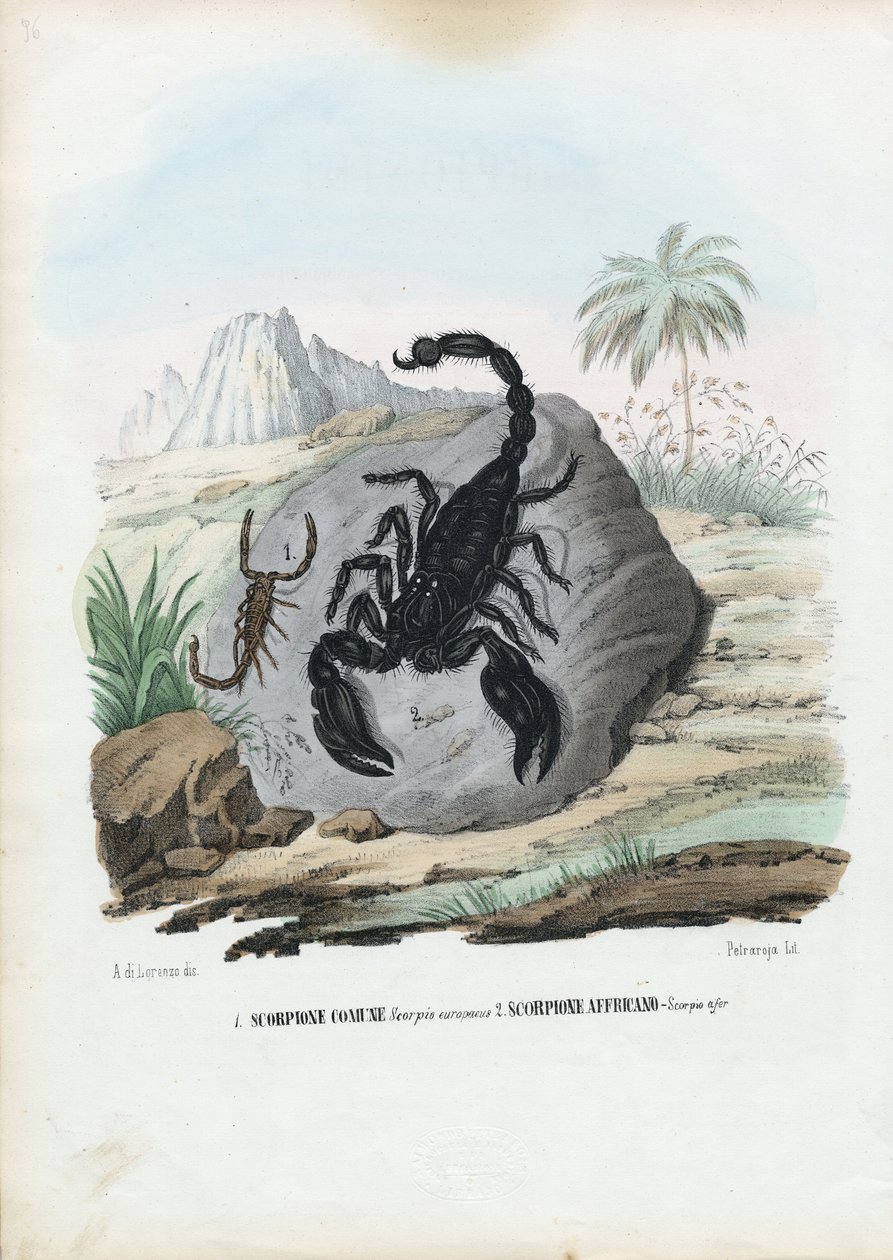 Schaaldieren, 1863-79 door Raimundo Petraroja