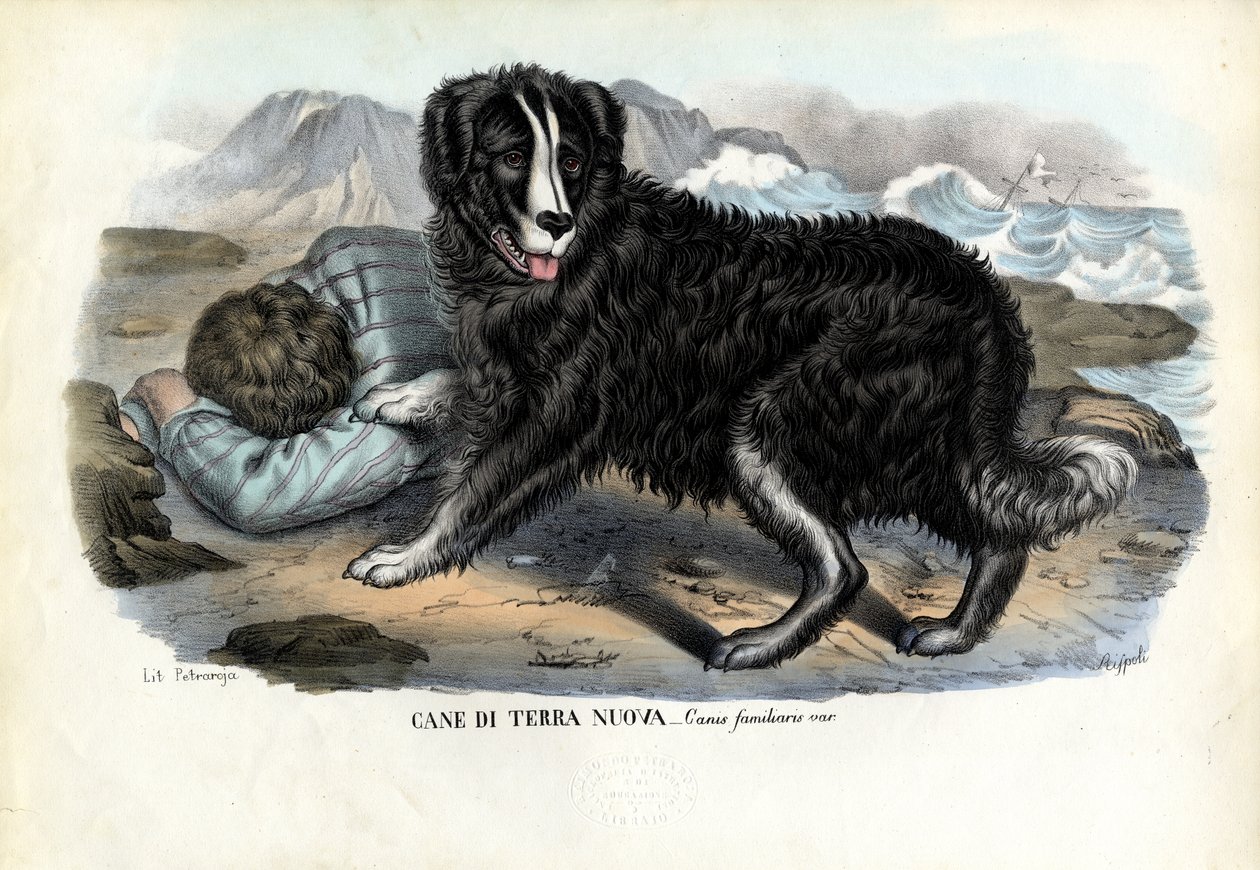 Honden, 1863-79 door Raimundo Petraroja