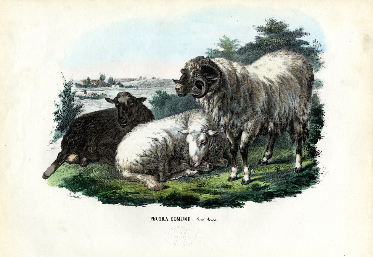 Huisschapen, 1863-79 door Raimundo Petraroja