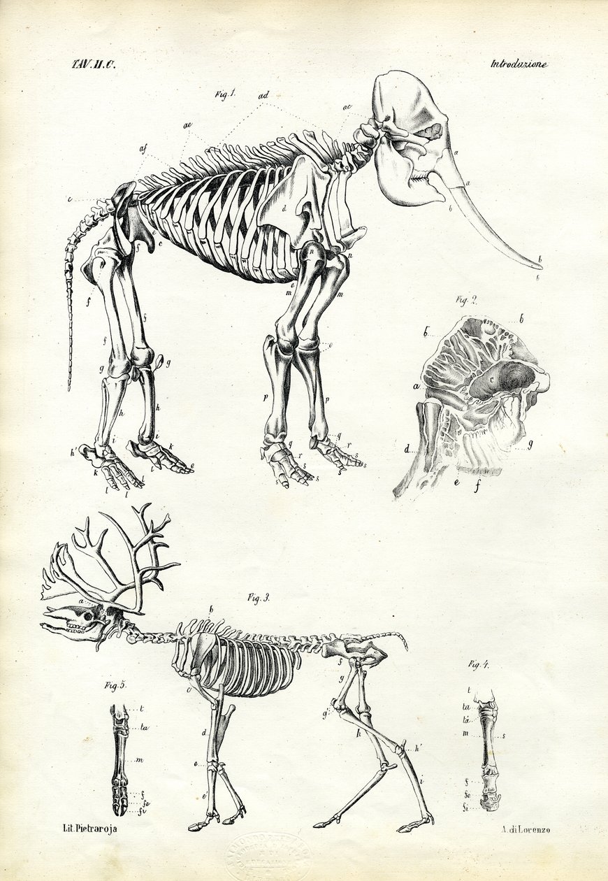 Olifant door Raimundo Petraroja