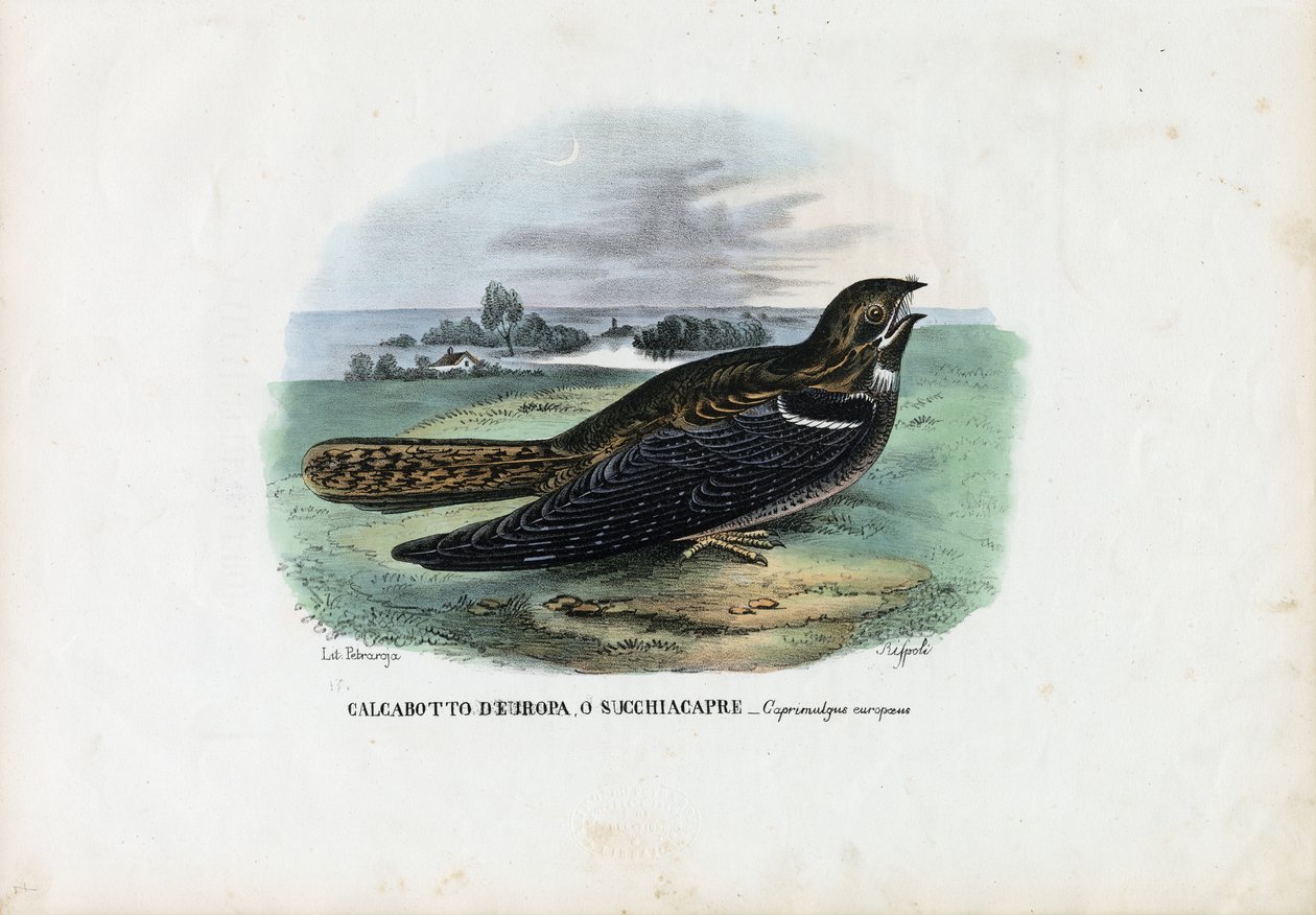 Europese Nachtzwaluw, 1863-79 door Raimundo Petraroja