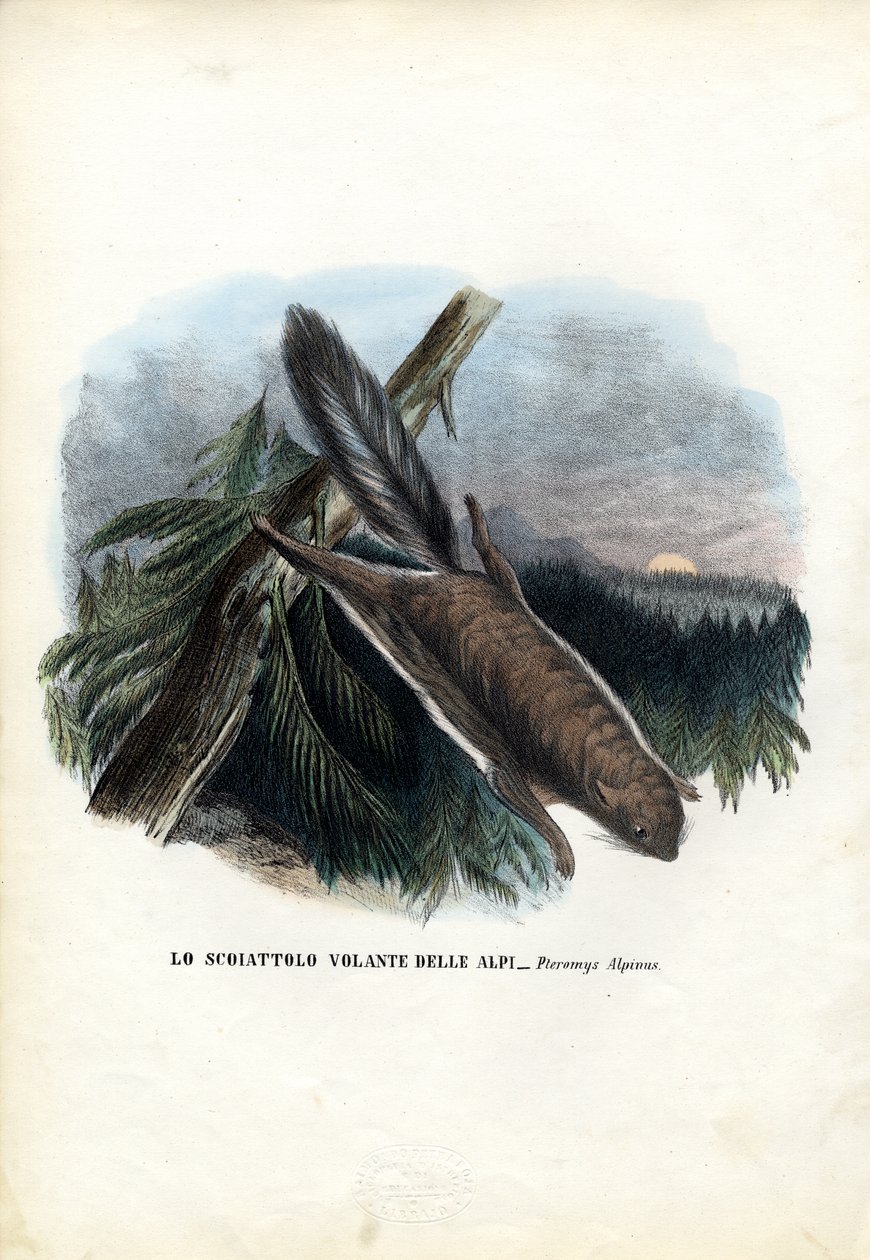 Vliegende eekhoorn, 1863-79 door Raimundo Petraroja