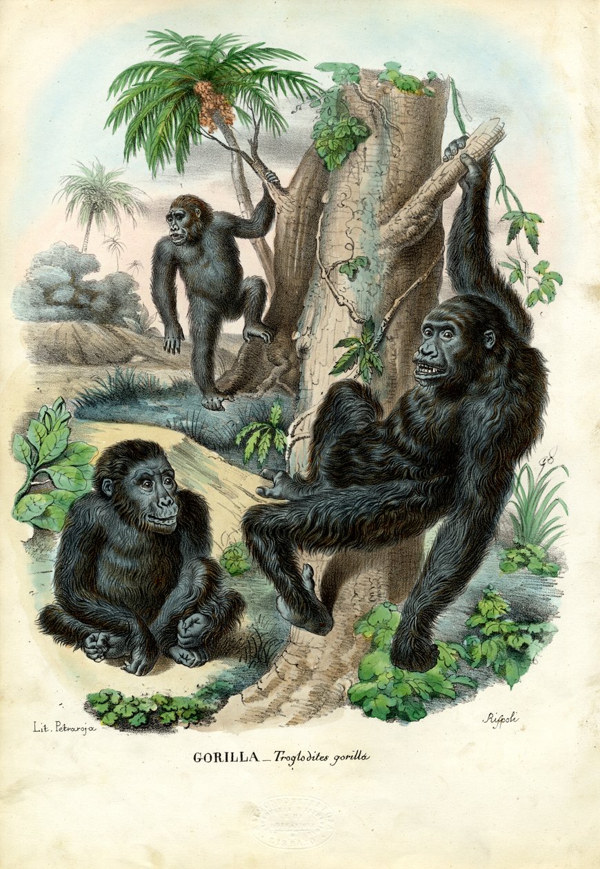 Gorilla, 1863-79 door Raimundo Petraroja