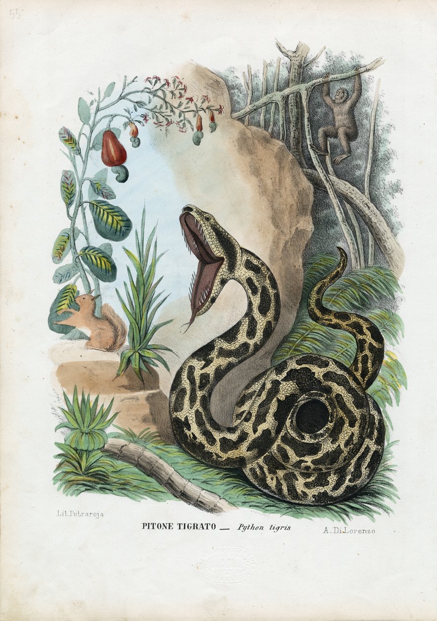 Indische python, 1863-79 door Raimundo Petraroja