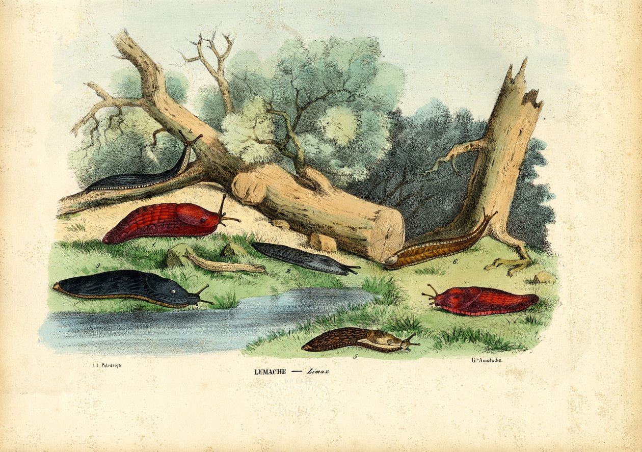 Limax slak, 1863-79 door Raimundo Petraroja