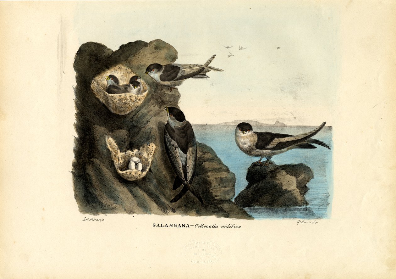 Mosnestgierzwaluw, 1863-79 door Raimundo Petraroja