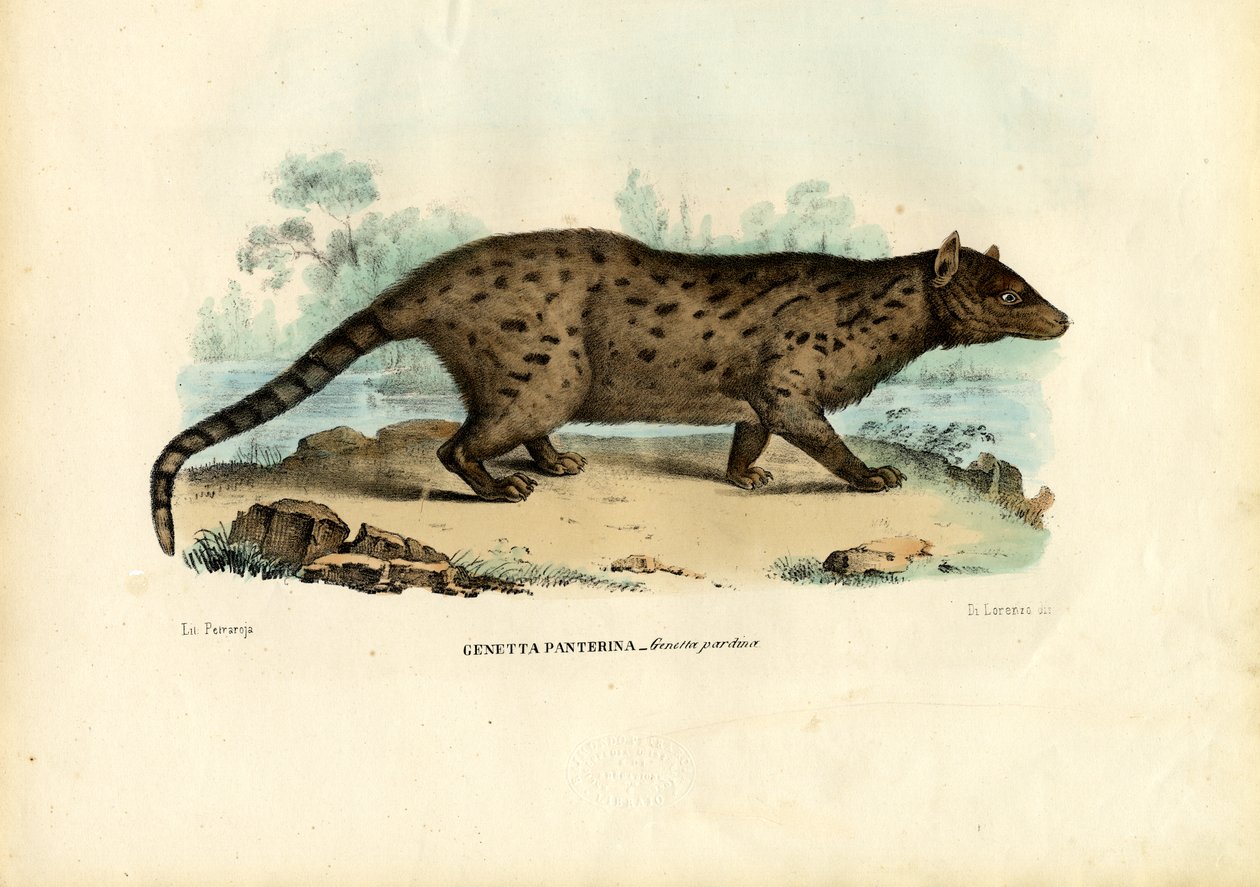 Pardine Genet, 1863-79 door Raimundo Petraroja