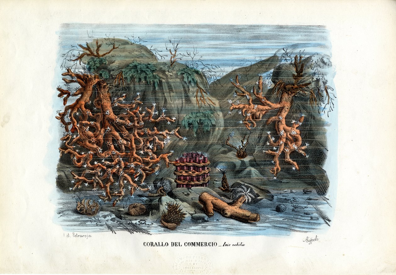 Rode Isis Koralen, 1863-79 door Raimundo Petraroja